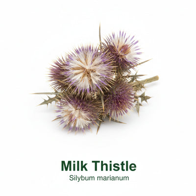 Liver Protection & Repair